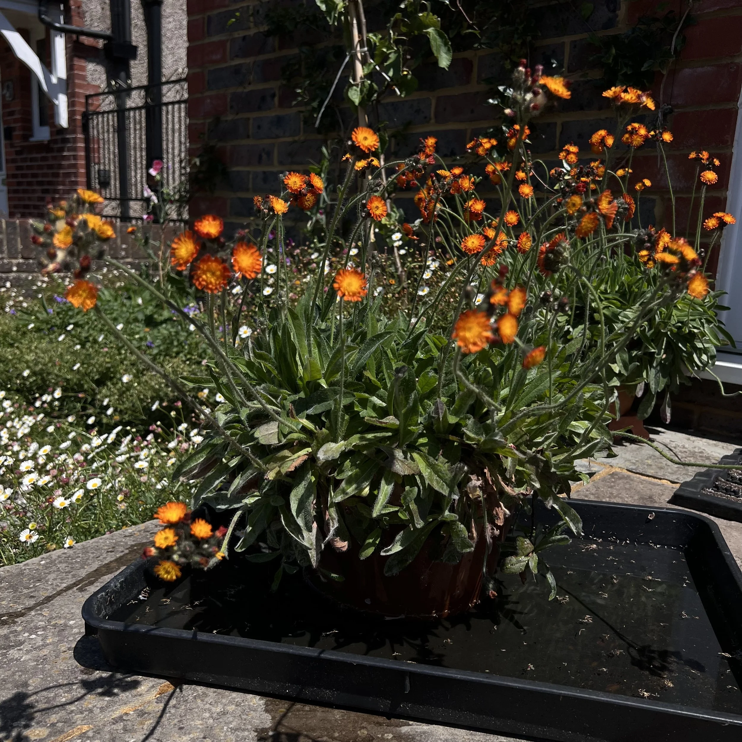 Heat, watering and how to keep your pots happy