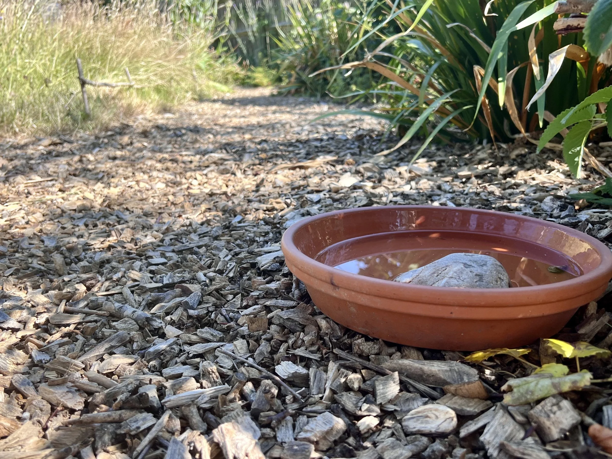 A little water, A lot of life