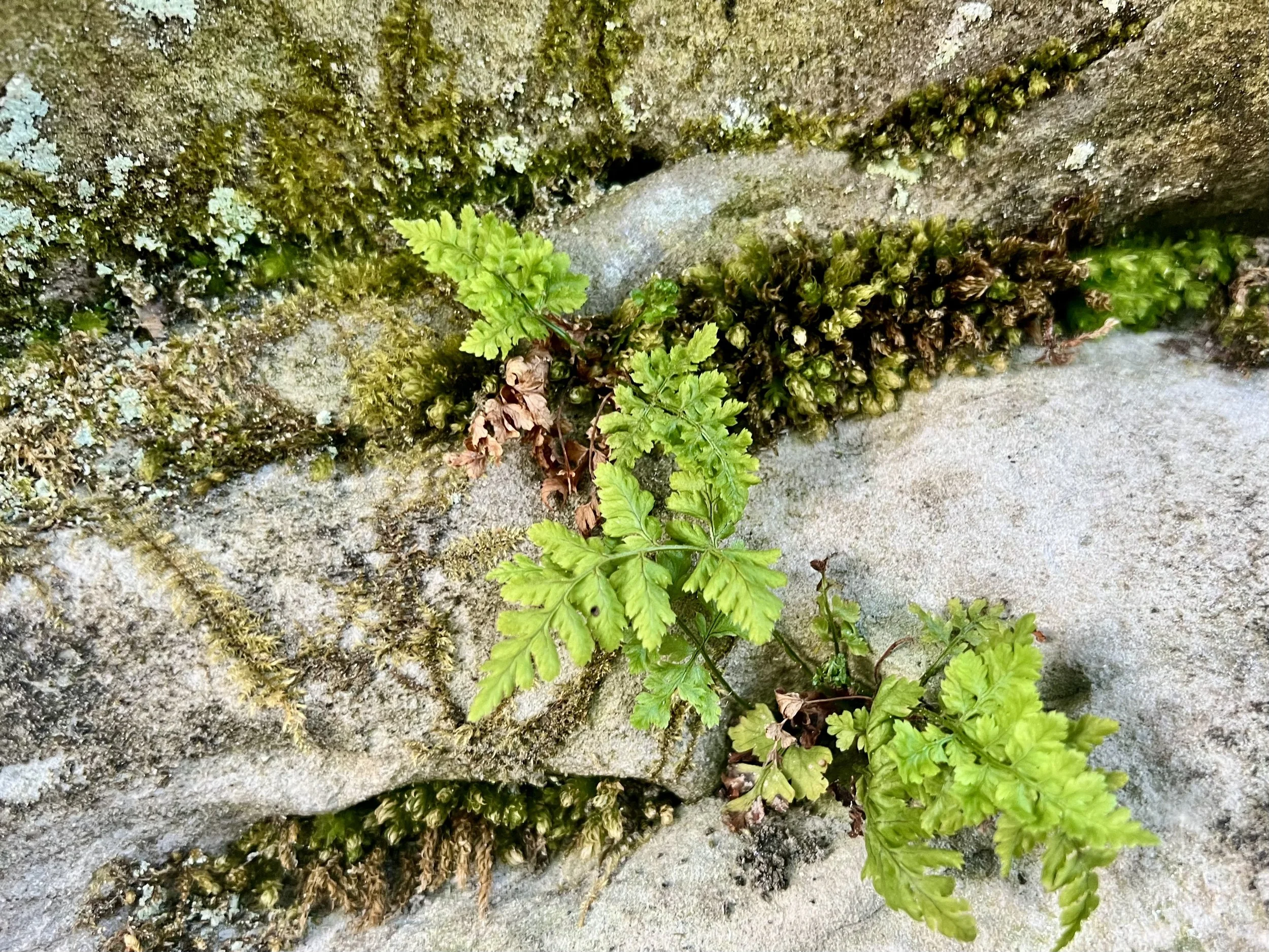 Tiny fern and moss growing out of rock