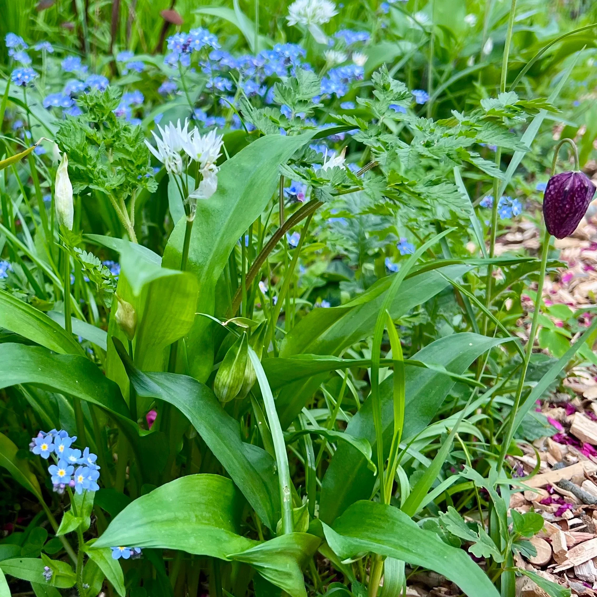 Spring flowers, wild garlic, snakehead fritillary and forget-me-not