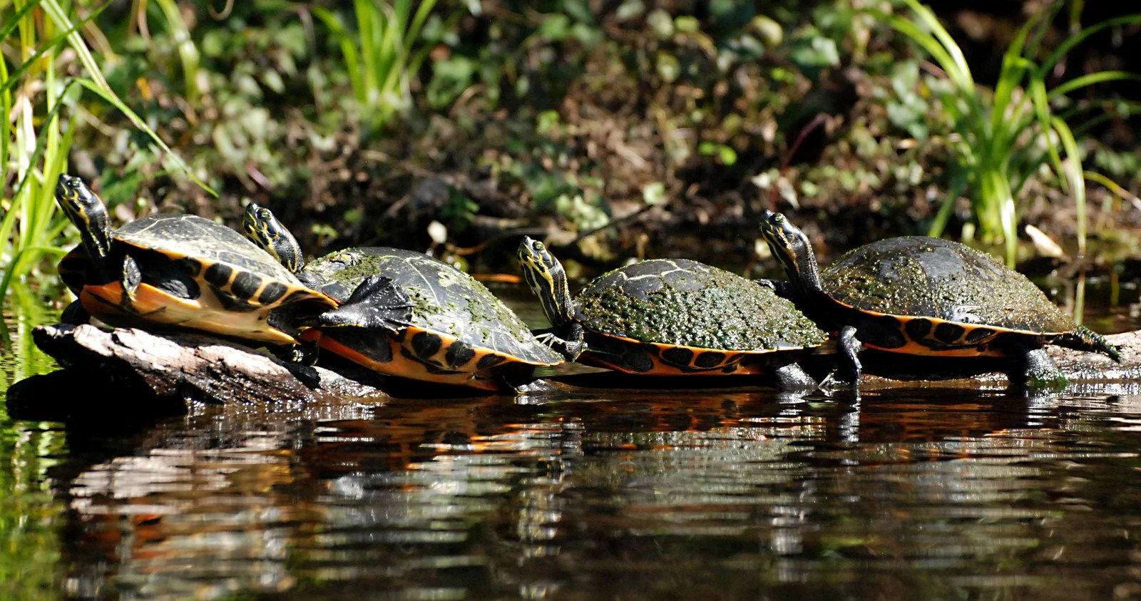 Turtles basking on a log at the edge of calm water with reflections visible below