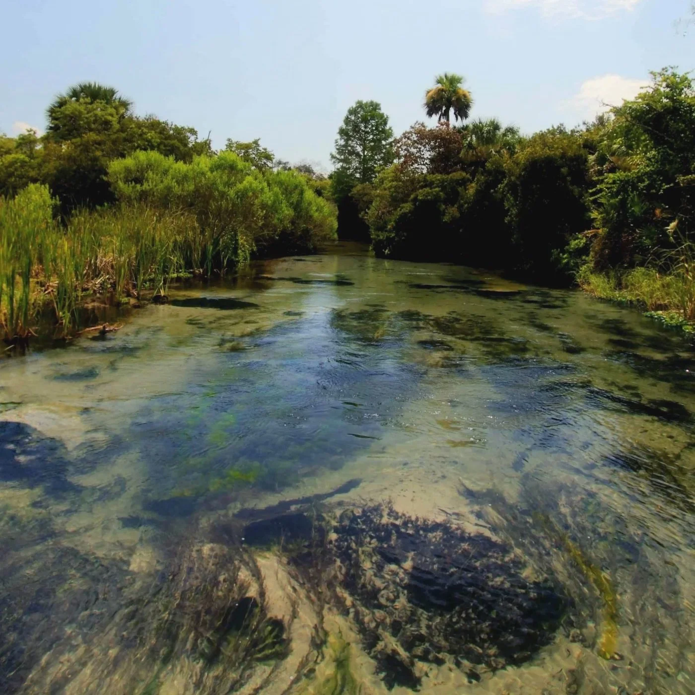 Clear shallow spring with sandy bottom and vegetation