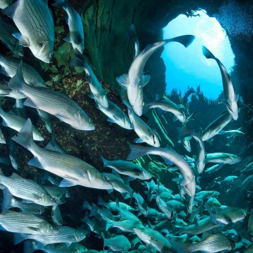 Large group of fish swimming inside a spring vent or cave opening