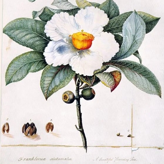 Botanical illustration of flowering plant