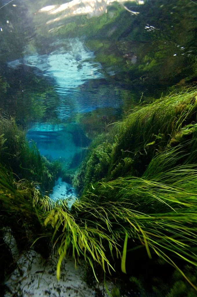 Underwater view of a clear spring with flowing green aquatic plants and a sandy opening leading into deeper blue water