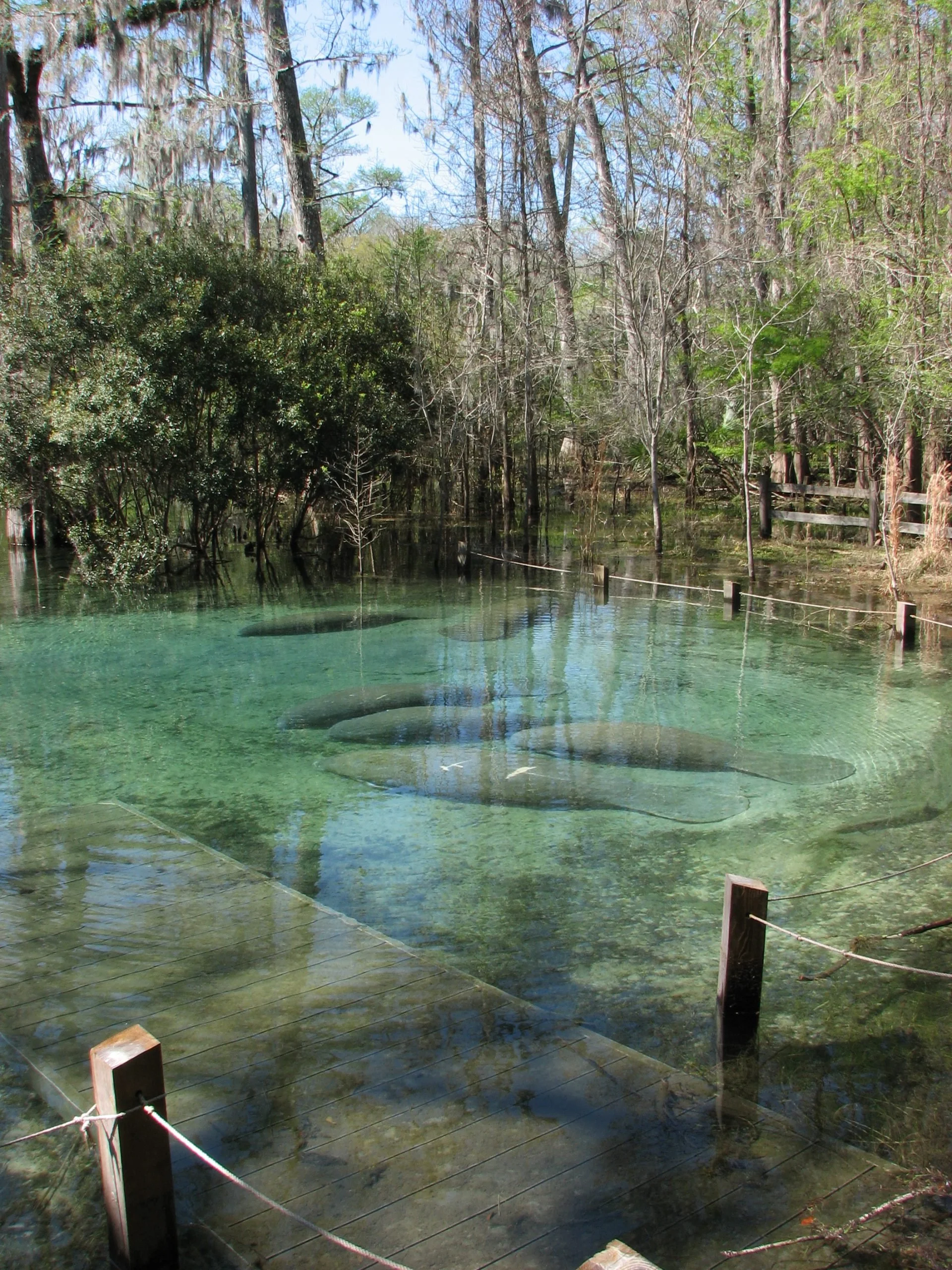 A group of manatees seen from the surface of the springs near a submerged wooden dock on the edge of forested land.