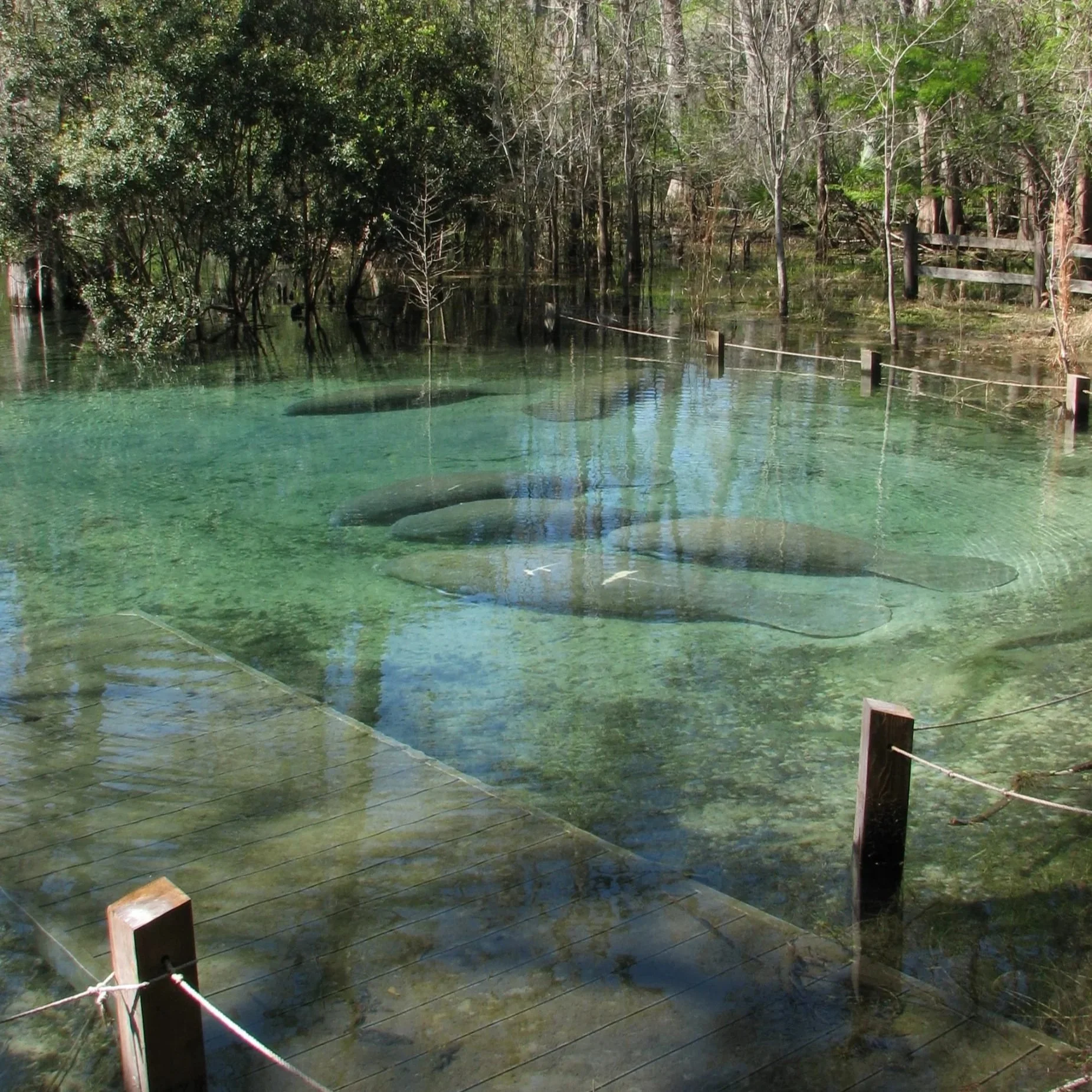 Several manatees rest in the clear, shallow water of Manatee Springs, surrounded by cypress trees and viewed from a wooden boardwalk.
