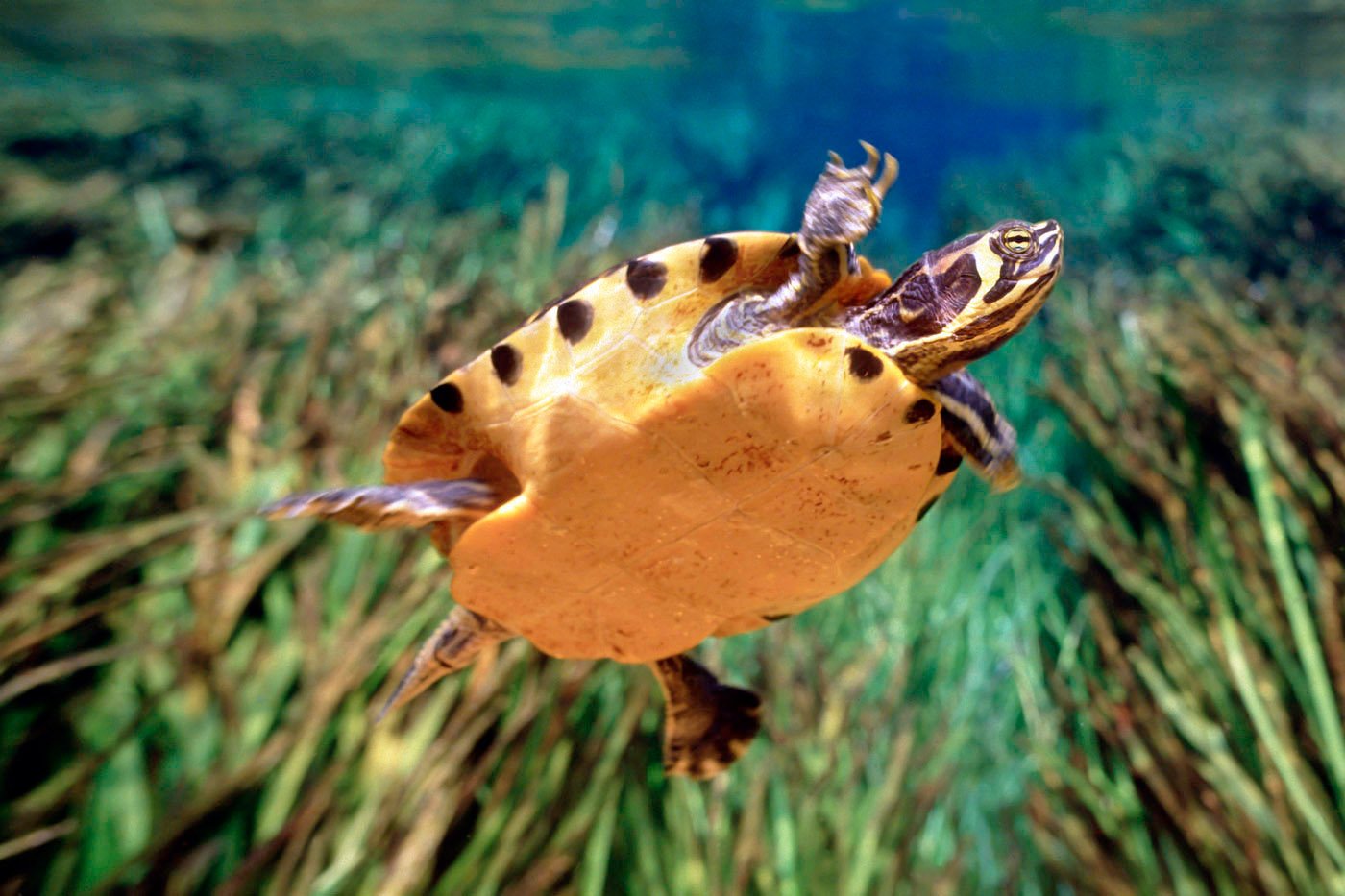 A freshwater turtle swims through clear blue water above dense green seagrass, its spotted shell and orange underside visible as it glides forward.
