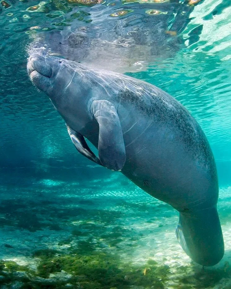 Manatee gliding through clear spring water above a sandy bottom with aquatic vegetation.