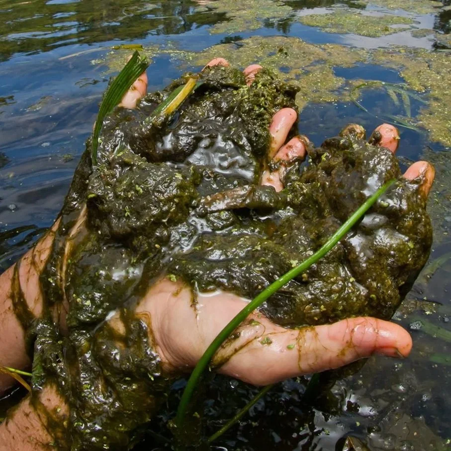 Close view of hands holding thick green algae in shallow spring water.