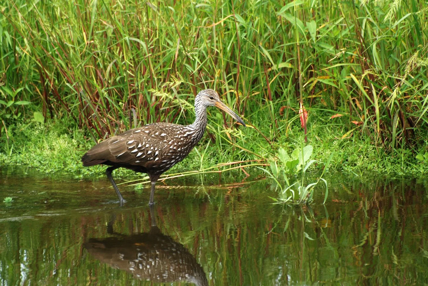 Limpkin bird wading in shallow water among tall green grasses with its reflection visible