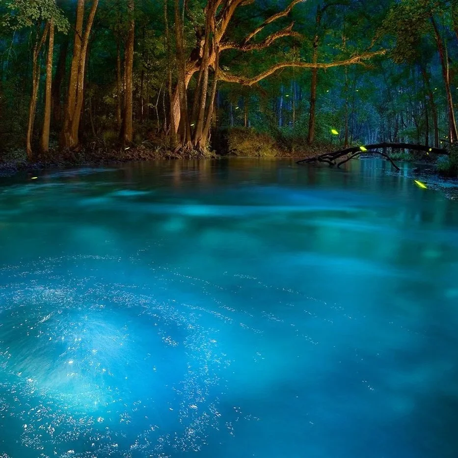 Glowing blue spring at dusk surrounded by forest, with soft flowing water illuminated from below and fireflies flickering among the trees.