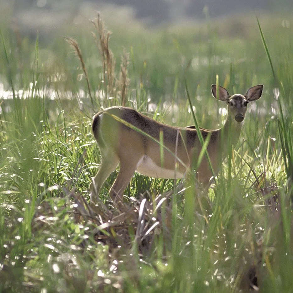 Deer in green grasses at Juniper Creek