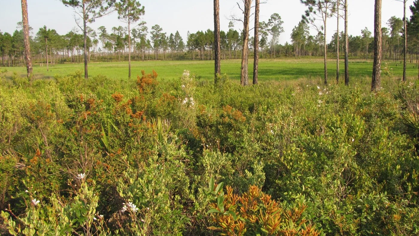 Juniper Prairie with low shrubs and pine trees in Ocala National Forest