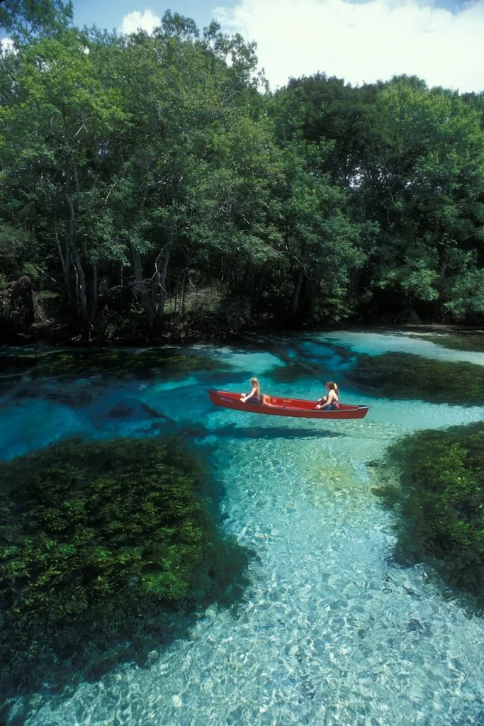 Clear spring run bordered by lush vegetation and aquatic plants visible beneath the water surface