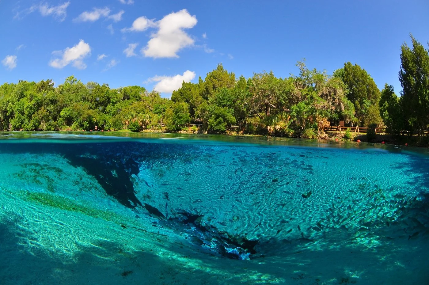 Half-above, half-below view of a Florida spring showing clear turquoise water and a deep spring vent below, with trees and blue sky along the shoreline above.