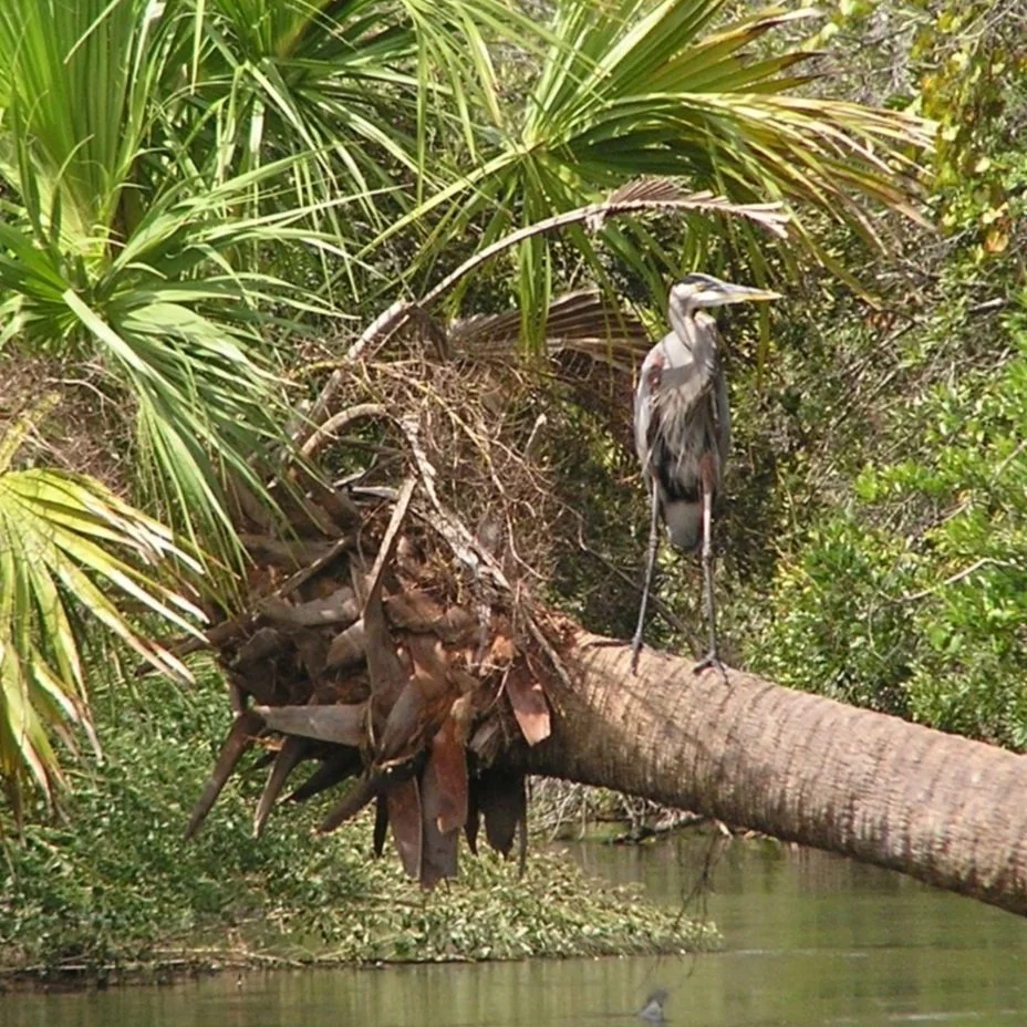 Great blue heron perched on fallen palm over water