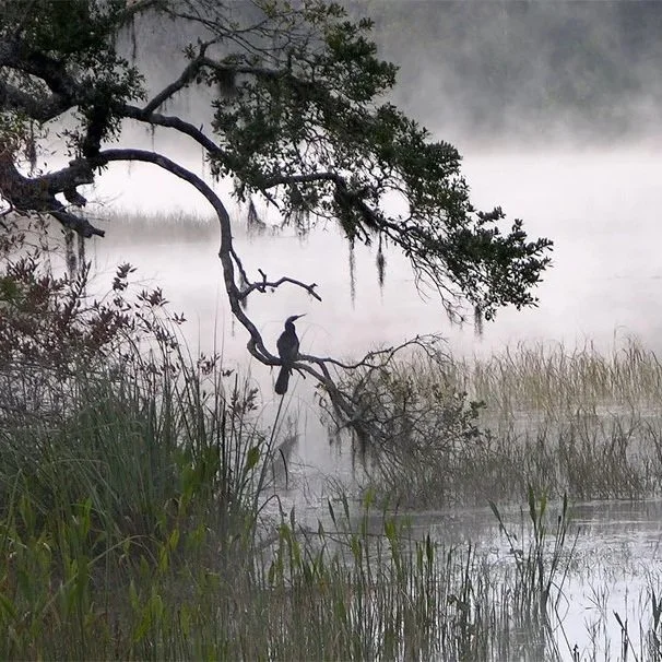 Misty river scene with a bird perched on a tree branch over the water