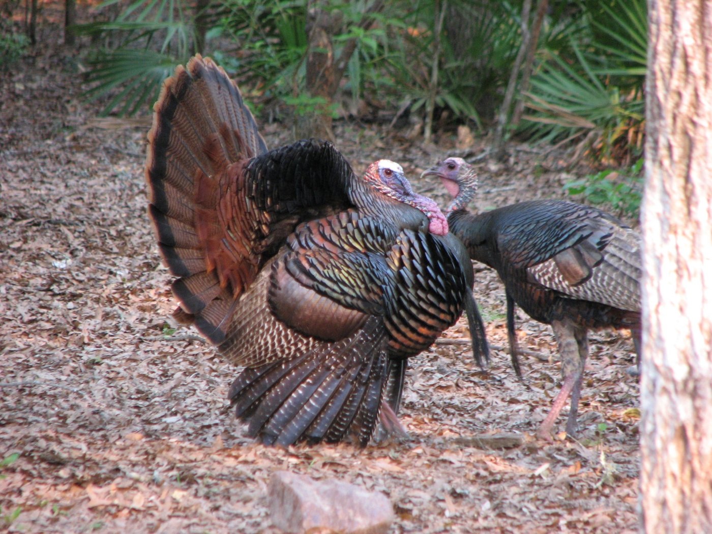 Turkey Jakes walking around the forest at Manatee Springs.