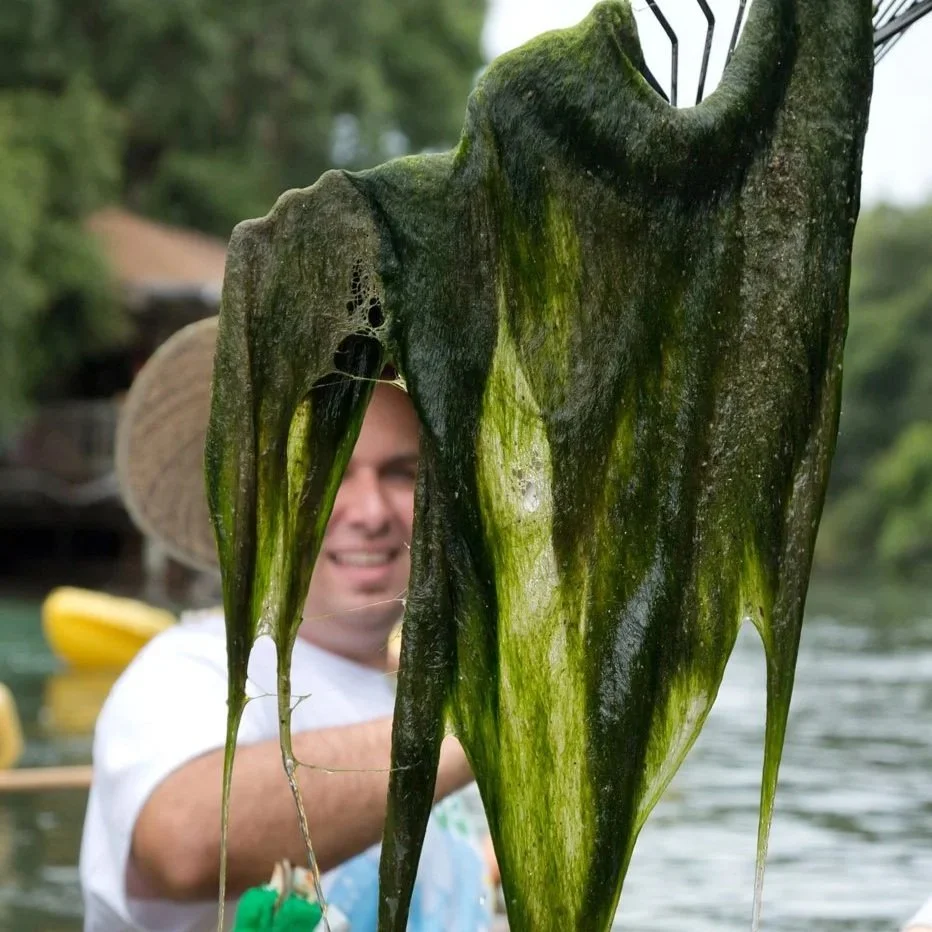 A volunteer pulls thick green algae from a Florida spring during a river cleanup effort.