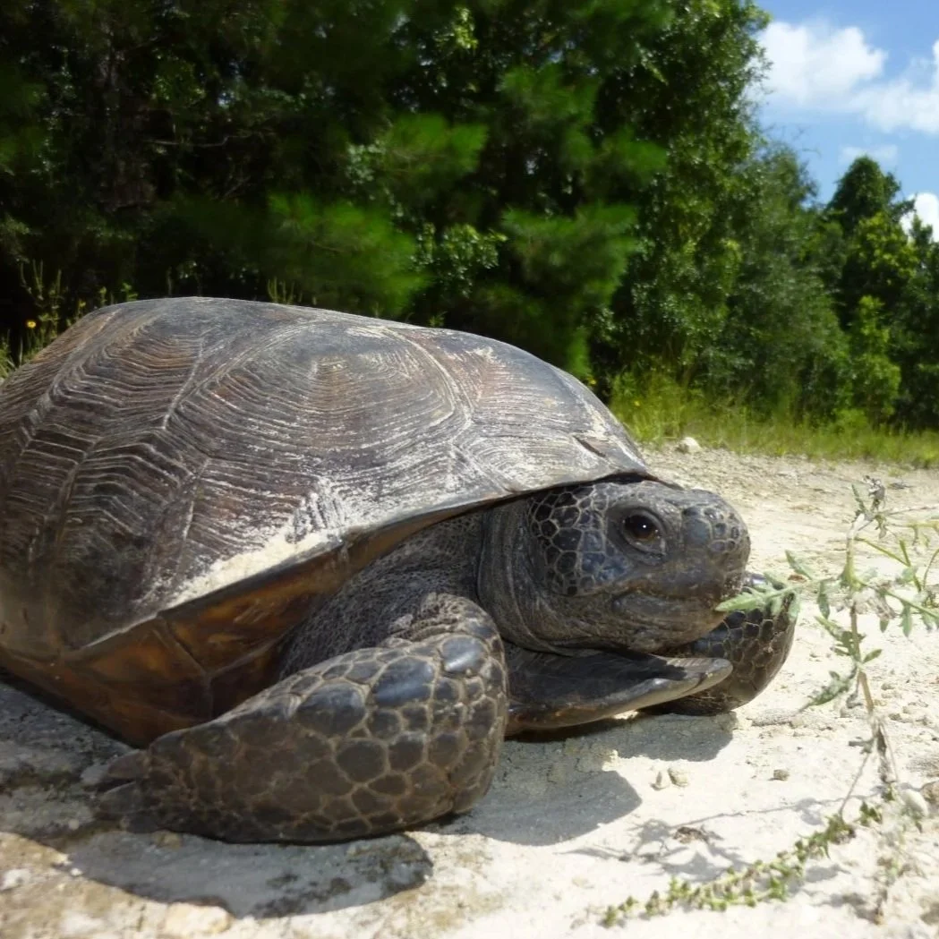 Tortoise on sandy ground near vegetation