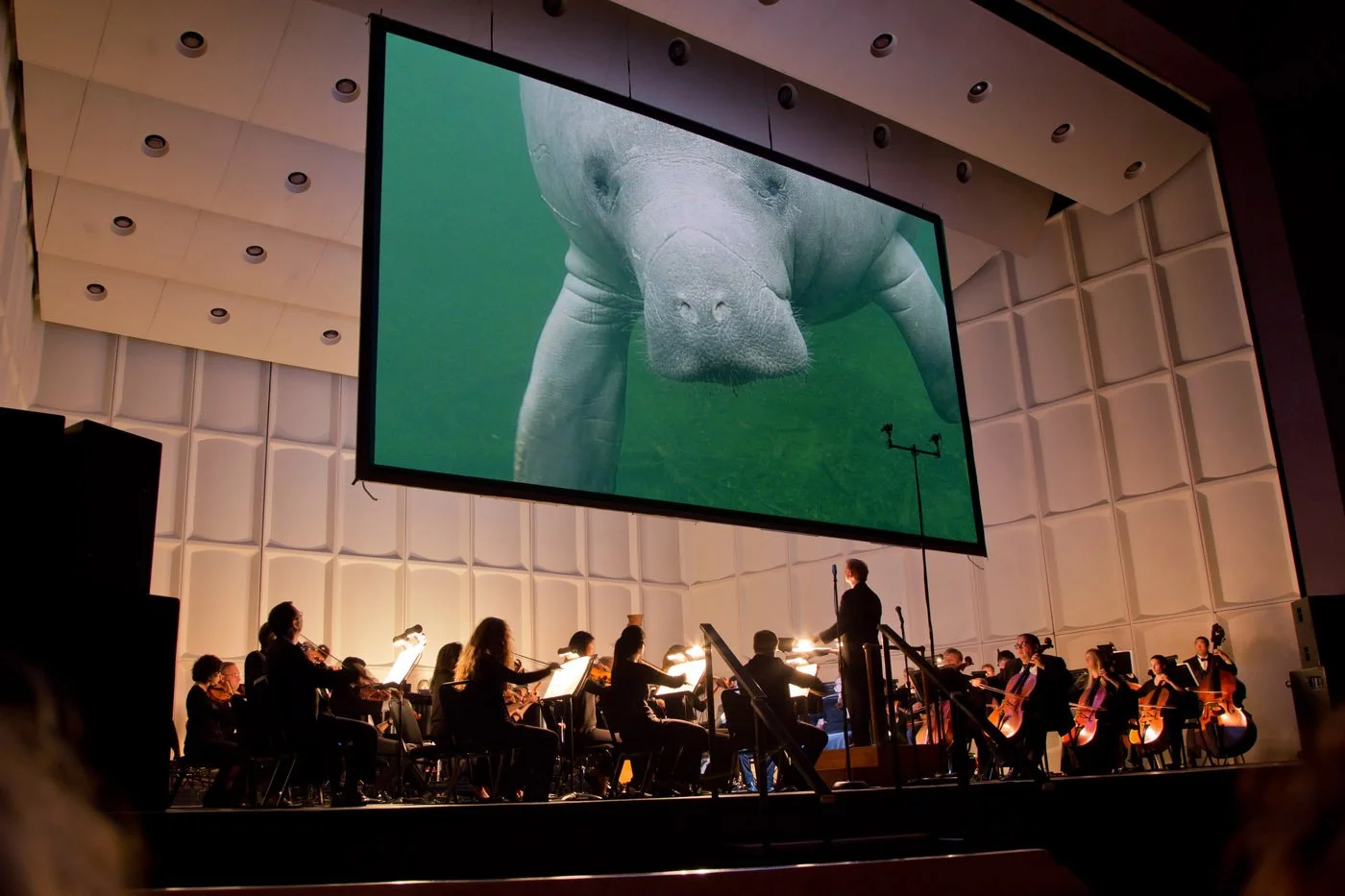A live orchestra performs on a concert hall stage while a large screen above shows a close-up of a manatee swimming underwater.