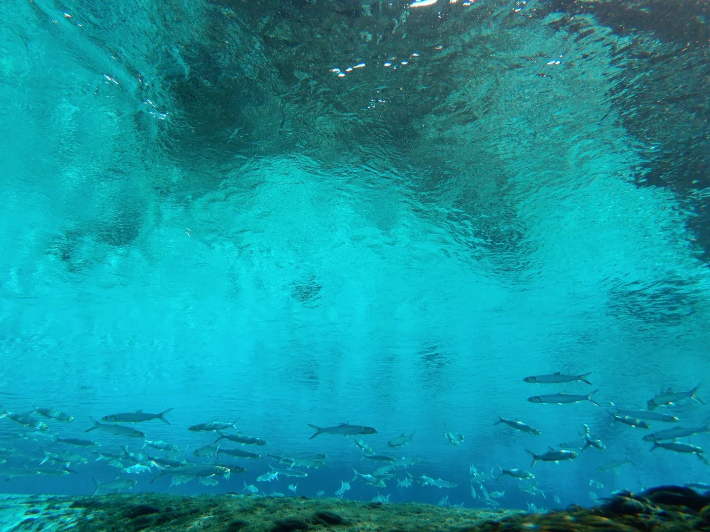 School of fish swimming beneath the surface of a clear spring with light filtering through the water above