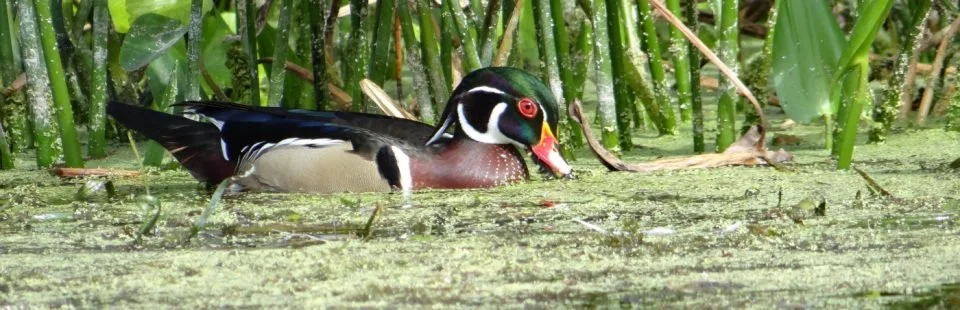 Wood duck swimming through algae-covered water near aquatic plants
