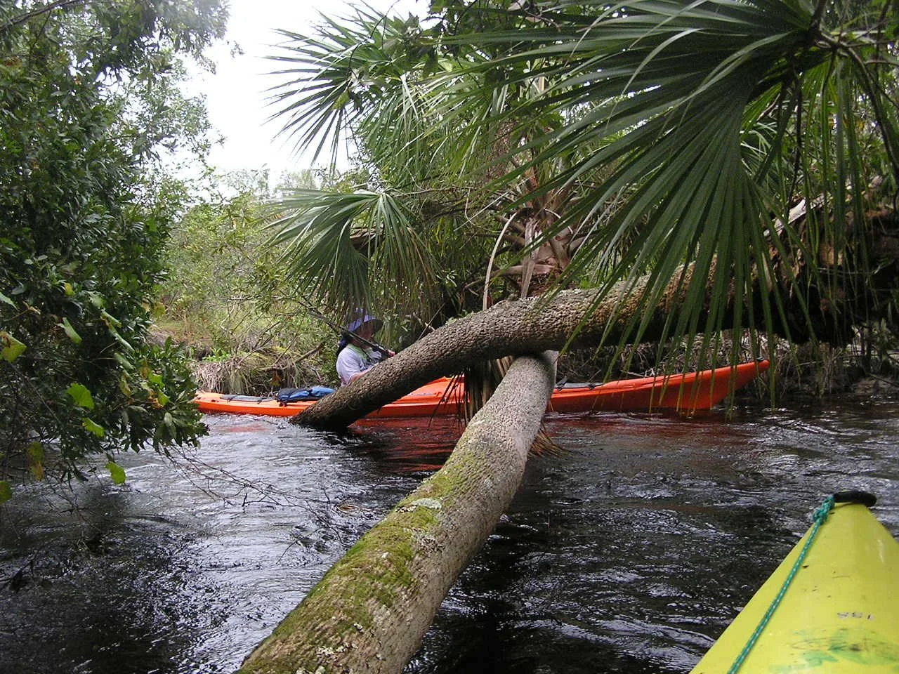 Kayaker paddling in a flowing ricer with fallen tree trunks.