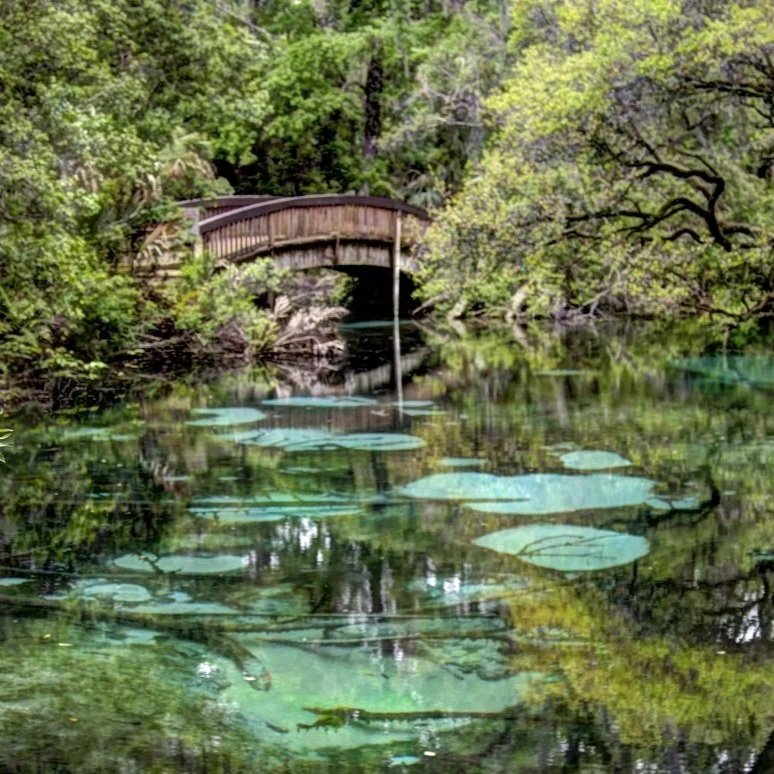 Clear spring pool at Juniper Springs with visible sand boils beneath the surface, surrounded by lush forest and a wooden footbridge in the background.