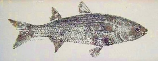 “Gyo Mullet,” a gyotaku-style print of a mullet fish shown in side profile, by Karen Chadwick.