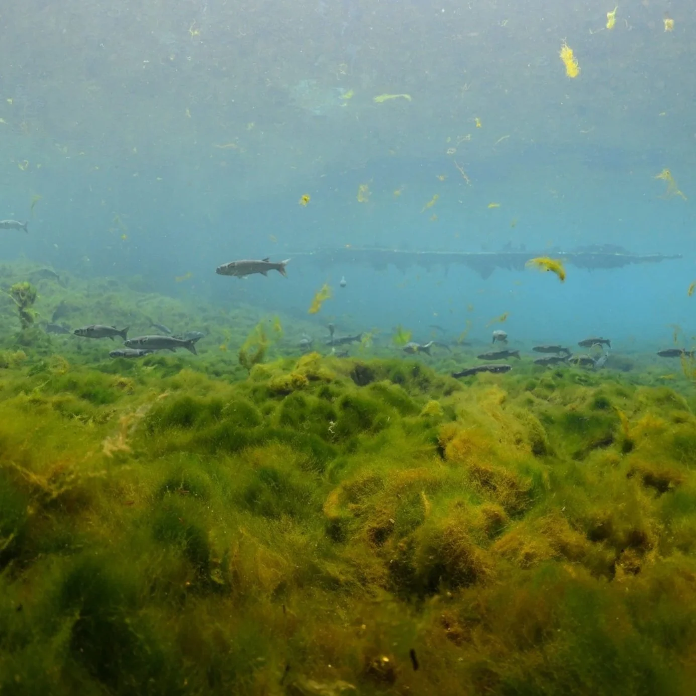 Underwater scene with fish and aquatic plants