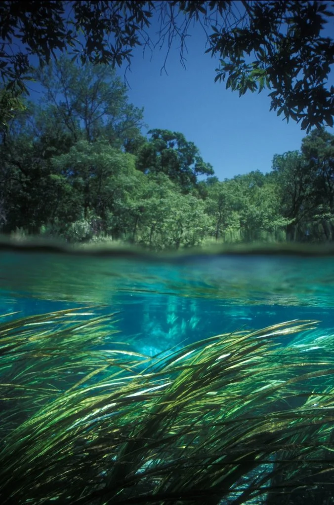 Underwater view of a clear spring with long aquatic grasses flowing beneath the surface and trees visible above the waterline.