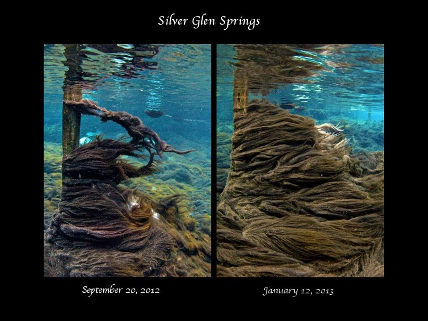Side-by-side comparison of algae growth on submerged roots at Silver Glen Springs.
