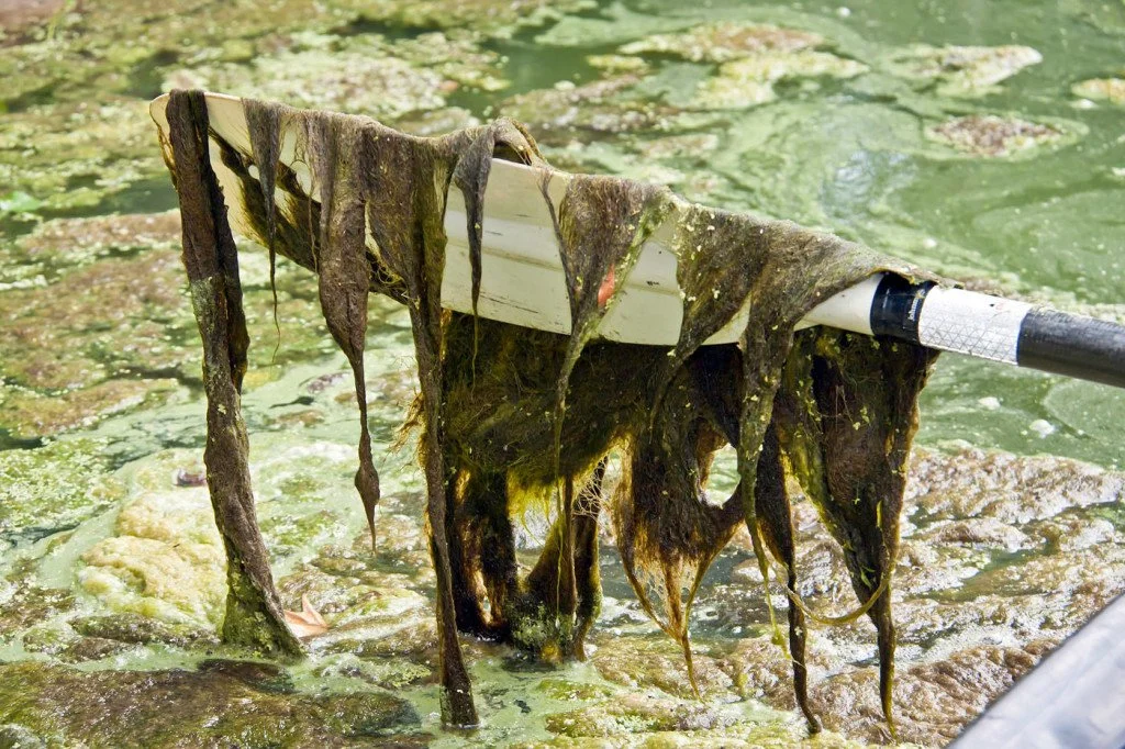School of fish swimming beneath the surface of a clear spring with light filtering through the water above