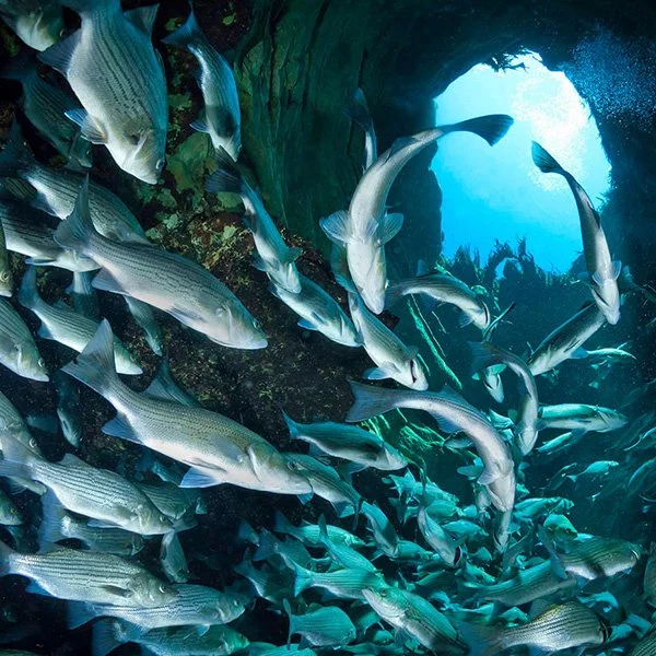 Fish swimming in a circle below an opening in the rocks, with the sky seen above.