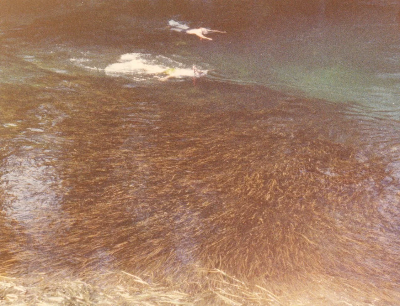 Historic photograph of dense, healthy submerged aquatic vegetation filling the river, with swimmers visible at the surface above.