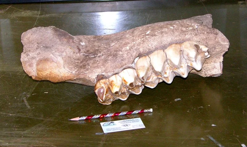 Fossilized mastodon jaw with large teeth displayed on a table, with a pencil placed in front for scale.