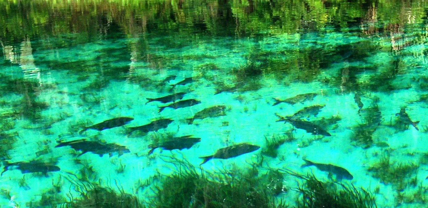 School of fish swimming in clear turquoise spring water over sandy bottom with aquatic plants