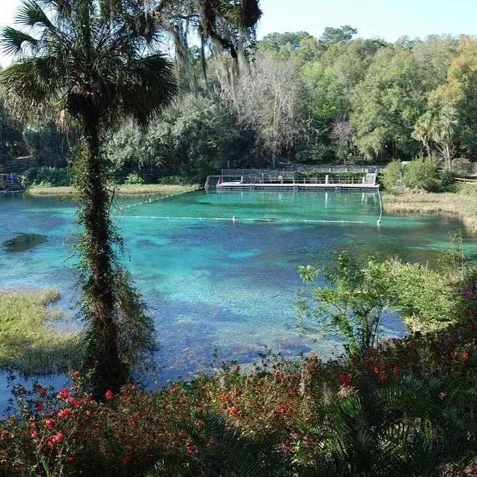 Clear Florida spring with turquoise water, surrounded by lush greenery and palm trees, with a small swimming area and dock visible in the distance.