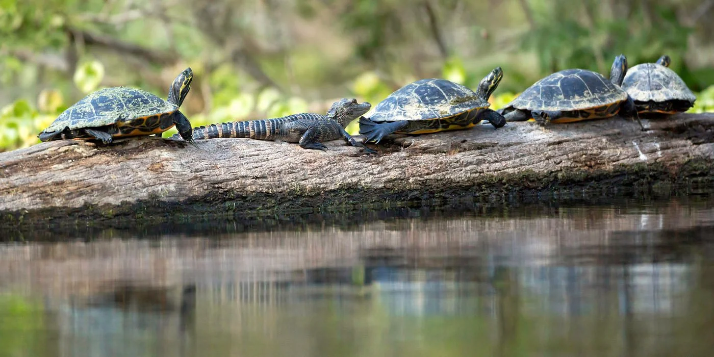Turtle and alligator resting together on a log above calm spring water