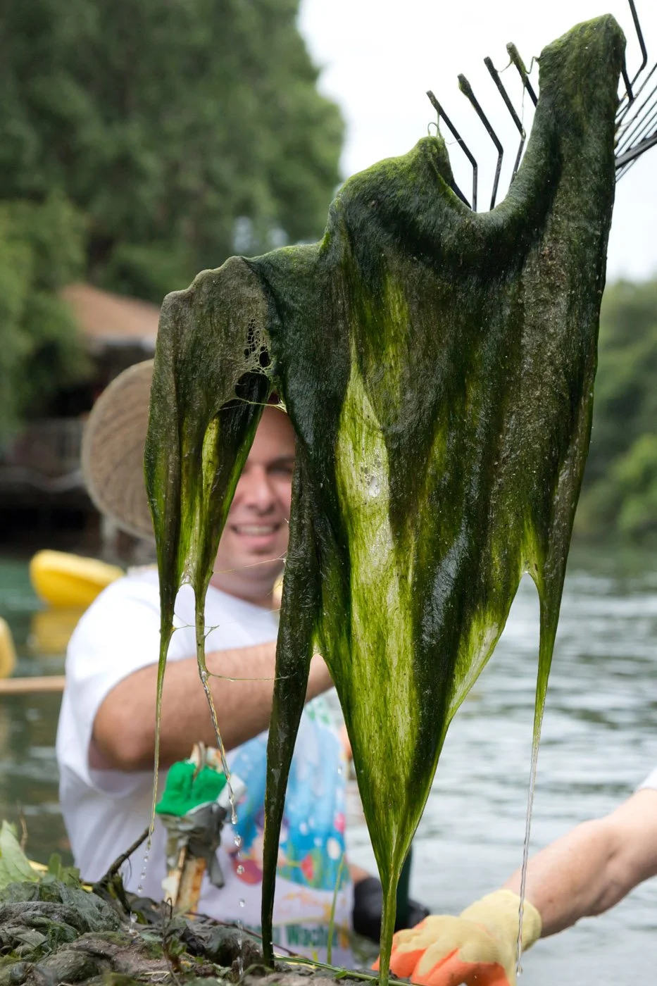 Person holding a large sheet of green algae removed from a spring during a cleanup effort