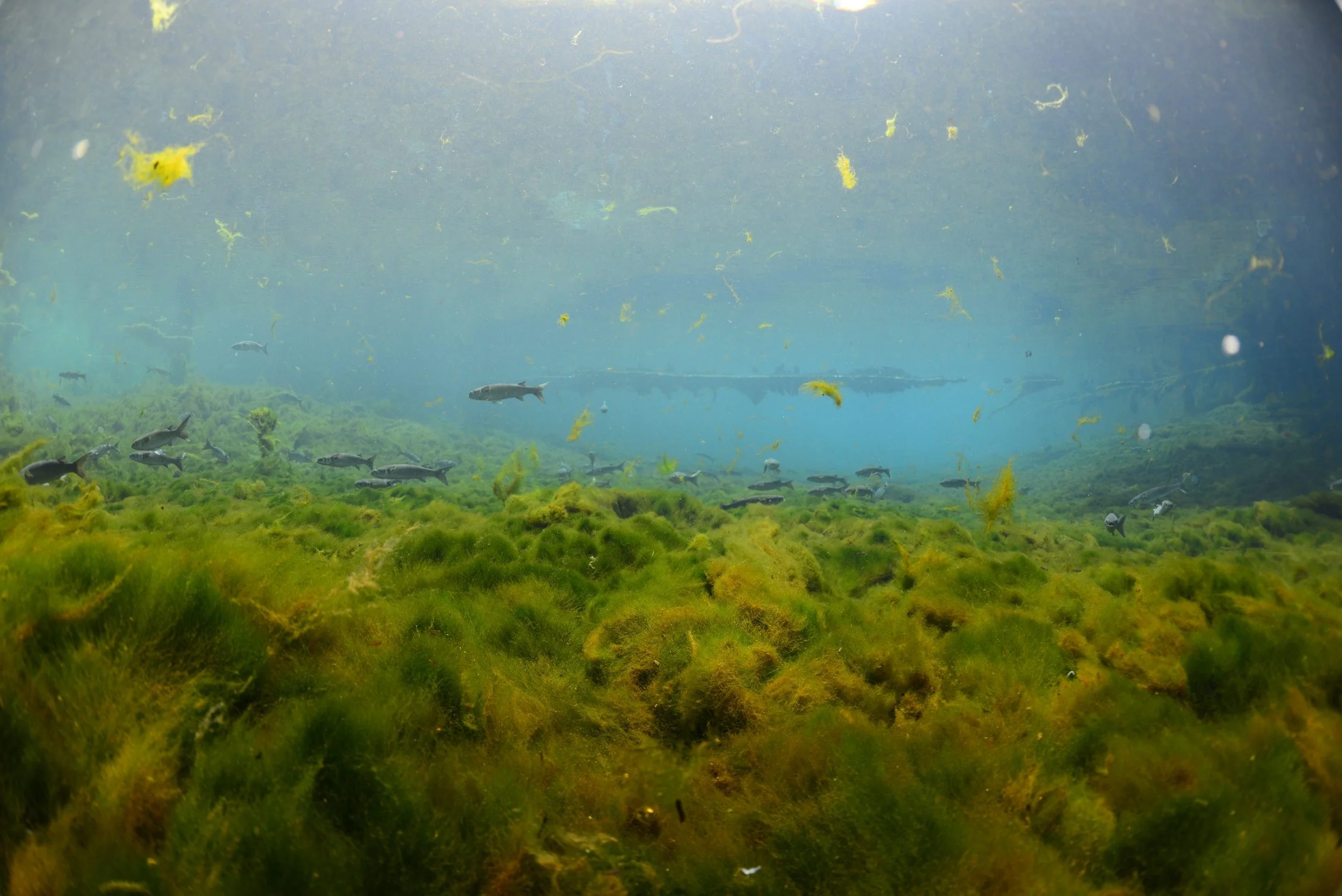 Underwater view of dense algae covering the riverbed at Manatee Springs, with fish swimming above.