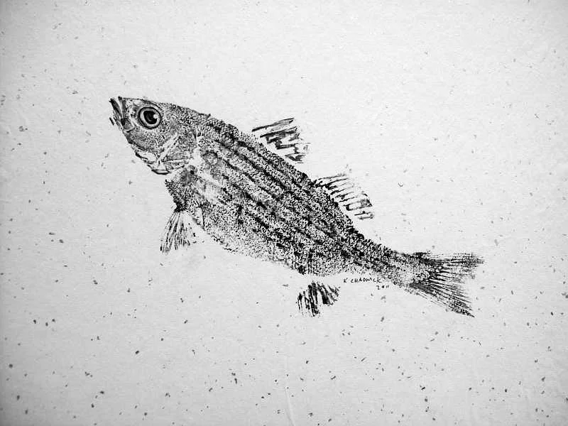 “Gyo Striped Bass,” a black-and-white gyotaku-style print of a striped bass with textured scales and fins, by Karen Chadwick.