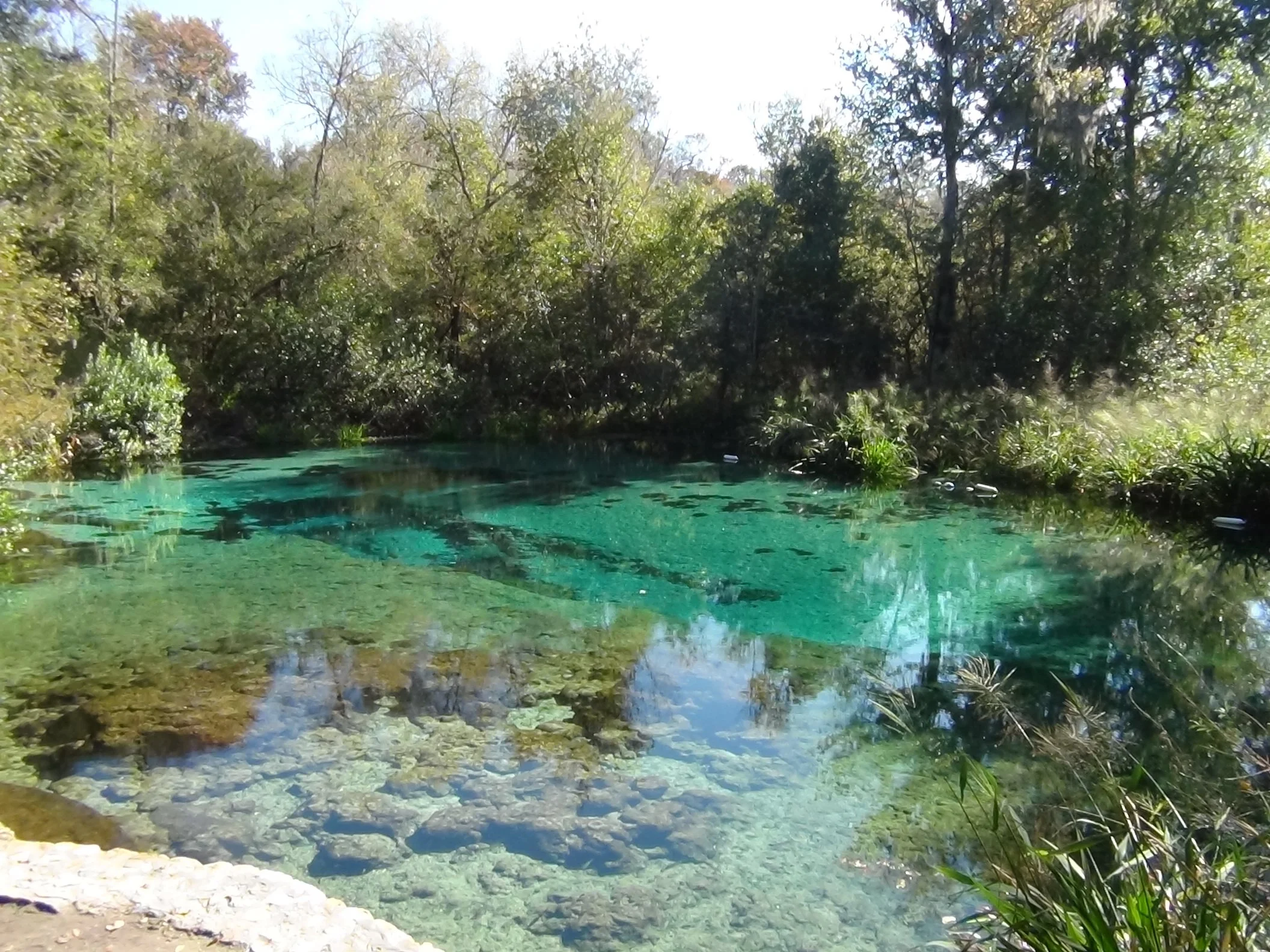 Ichetucknee Head Spring with clear blue water and surrounding vegetation.
