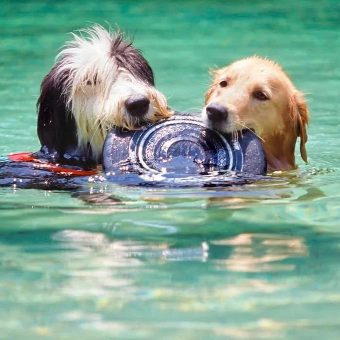Two dogs swimming and holding toy in clear water