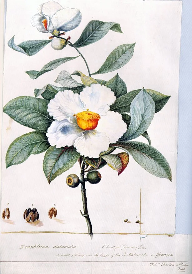 Botanical illustration of Franklinia alatamaha by William Bartram, showing a flowering branch with white blossoms, green leaves, and seed pods, rendered in detailed scientific style.