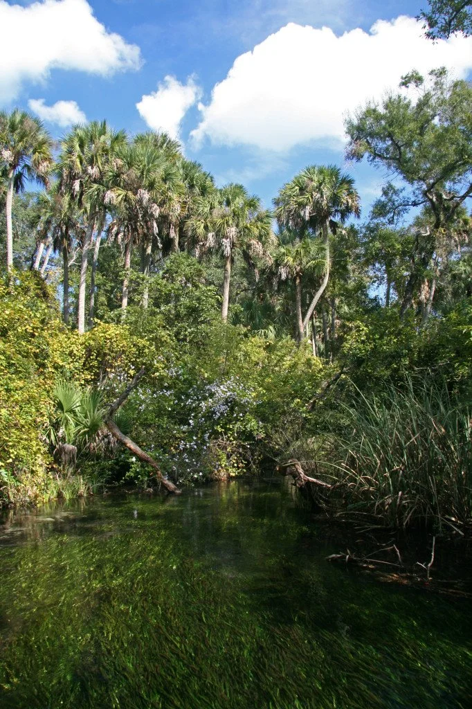 Clear spring run with palm trees and dense vegetation