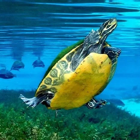 Turtle swimming underwater in a clear spring with other turtles in the background