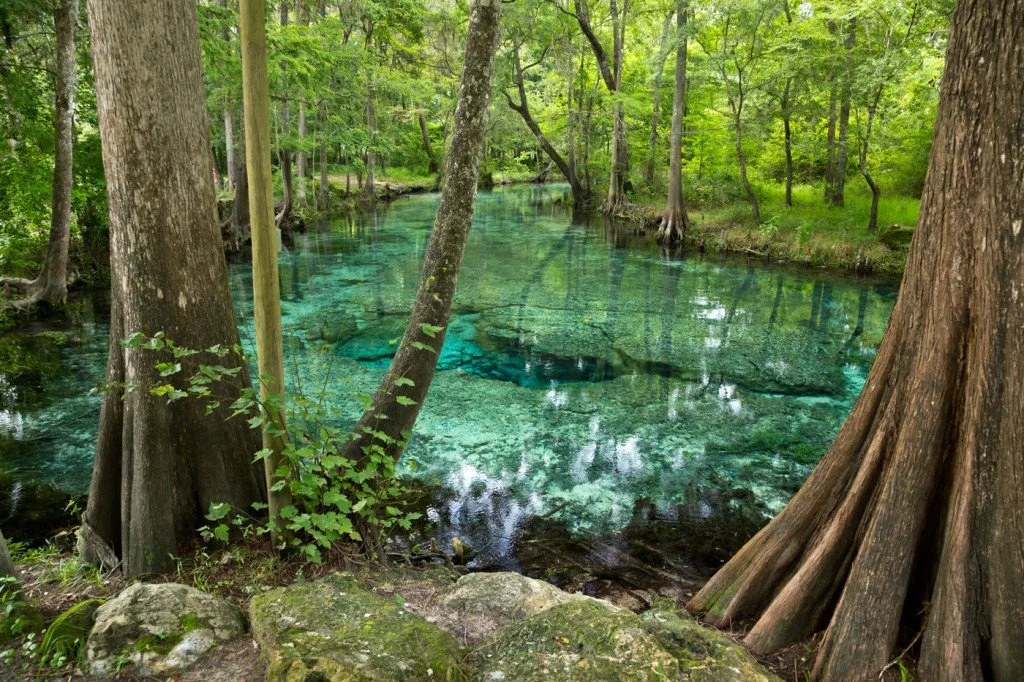 Dogwood Spring crystal clear waters surrounded by a bright green forest.